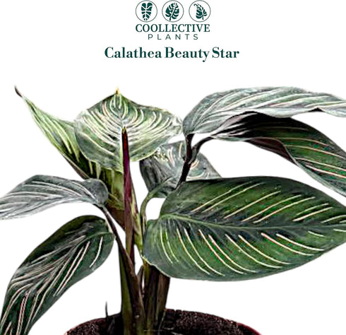 4" Calathea Beauty Star Live Plant in Pot Prayer Plant Indoor Houseplant, Pet Friendly, Easy Care, Low Maintenance