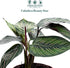 4" Calathea Beauty Star Live Plant in Pot Prayer Plant Indoor Houseplant, Pet Friendly, Easy Care, Low Maintenance