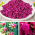 JLecker 3.52oz/100g, Freeze Dried Dragon Fruit Cubes for Drinks Dehydrated Dragonfruit (Pitaya) Chunks for Smoothies