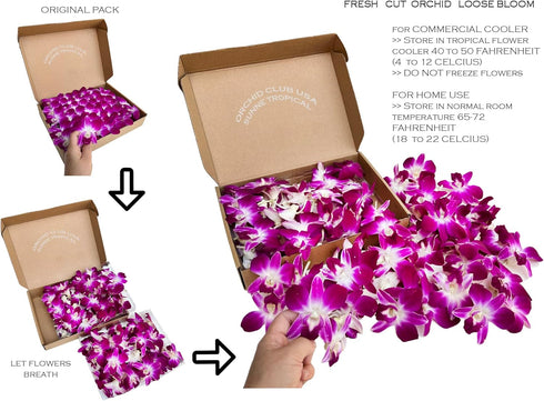 (100 Miami Fresh Orchid Loose Bloom PERISHABLE flowers OrchidClub USA Sunne Tropical DIY lei, food & drink decoration