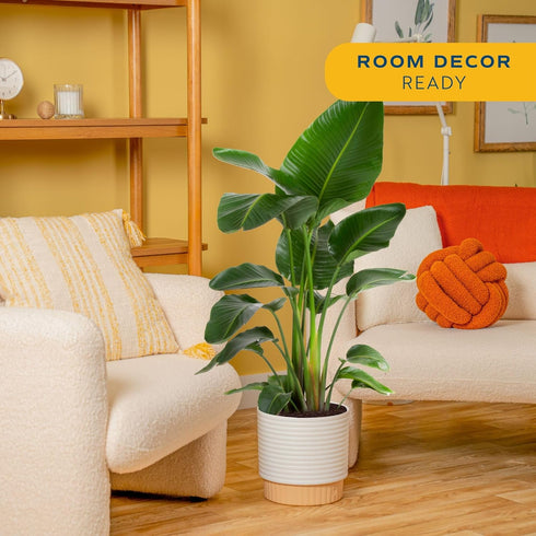 2-3 Costa Farms White Bird of Paradise Live Plant in Decorative Pot, Large Indoor Houseplant, Perfect for Home, Room