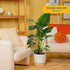 2-3 Costa Farms White Bird of Paradise Live Plant in Decorative Pot, Large Indoor Houseplant, Perfect for Home, Room