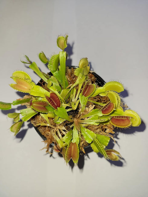 JoelsCarnivorousPlants 3 Small Venus Flytraps - Fly Trap - (Dionaea Muscipula) Carnivorous Plant