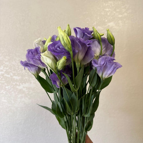 10 Next day delivery Stems Lisianthus Grade Smoked Purple Platycodon Fresh Cut Flowers Bouquet Birthdays Friendship
