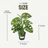 Monstera Adansonii Swiss Cheese - Live Full Size Indoor Plants Houseplants, Air Purifier Indoor Plants | Real Plants
