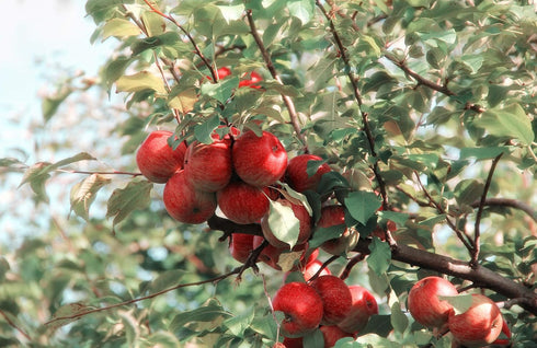Apple Pectin 4 Ounces (USP Qualified) - 114 Grams