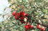 Apple Pectin 4 Ounces (USP Qualified) - 114 Grams