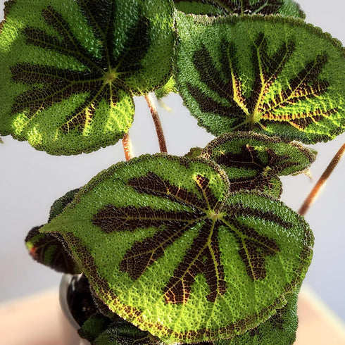 6" Begonia Masoniana Rock, Live Houseplant Decor in White Pot, Textured Leaves, Easy Botanical Gift, Iron Cross