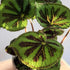 6" Begonia Masoniana Rock, Live Houseplant Decor in White Pot, Textured Leaves, Easy Botanical Gift, Iron Cross