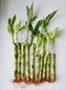 Generic 10 Lucky Bamboo Stalks 5x4 and 5x6, Just add Water, No Green