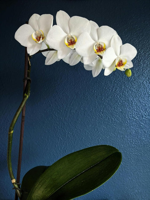 Generic White Phalaenopsis Orchid Plant in Ceramic Pot, Live Indoor Flowering Plant with Multiple Blooms. Everylasting