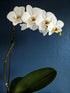 Generic White Phalaenopsis Orchid Plant in Ceramic Pot, Live Indoor Flowering Plant with Multiple Blooms. Everylasting
