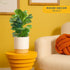 12-18 Inches Costa Farms Baby Fiddle Leaf Fig Live Plant in Decorative Pot, Indoor Houseplant, Perfect for Home, Room
