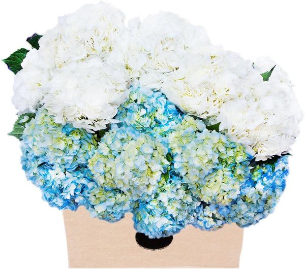 Blooms2Door - 15 Blue and White Assorted Hydrangeas (Farm-Fresh, Naturally Colored) -
