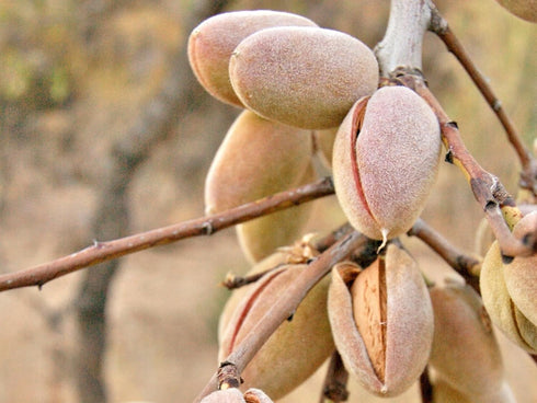 3 Food to Live - Blanched Whole Almonds, Pounds Raw, Skinless, Unsalted, Keto, Vegan, Kosher, Bulk. High in Protein