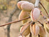3 Food to Live - Blanched Whole Almonds, Pounds Raw, Skinless, Unsalted, Keto, Vegan, Kosher, Bulk. High in Protein