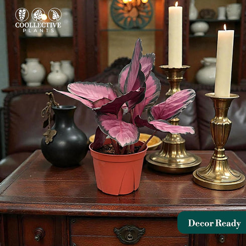 6 CoollectivePlants Calathea Rosceapicta Rosy Live Indoor Plant in Grower Pot, Easy Care Tropical Houseplant, Low