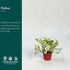 4" CoollectivePlants Pothos NJoy Live Plant in Growers Pot Indoor Low Maintenance Houseplant, Variegated Green & White