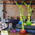 2 4 6 Inches Live Lucky Bamboo Stalk Love Arrangement in Round Green Ceramic Planter - and Lucky Bamboo Indoor Potted