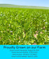 1 lb 100% Palouse Brand Non-GMO Project Verified Brown Lentils | Certified Glyphosate Residue Free | Pouch |