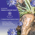1 Worldwide Botanicals French Chicory Root, Pound - Brew Like Coffee, Blend Roasted Chicory Root With Coffee