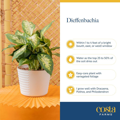12-18 Inches Costa Farms Dieffenbachia, Dumb Cane Live Plant in Decorative Pot, Easy to Maintain Indoor Houseplant