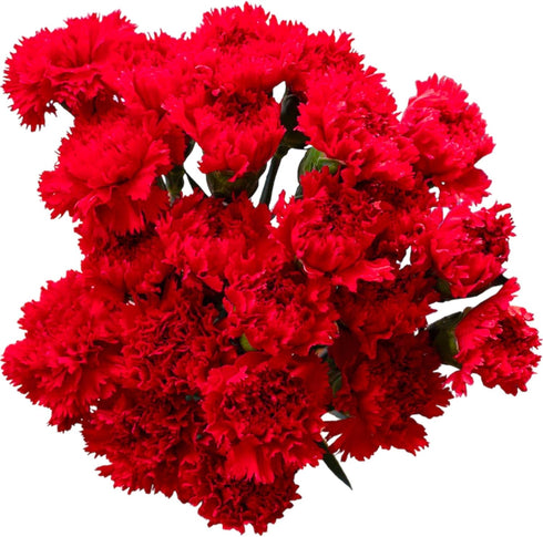 38 Red Carnation Flowers Hydroponic Flower Arrangement Mothers Day Gift Home Decor
