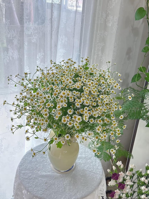 15 Stems Chamomile Daisy Fresh Cut Flowers Perfect for Home Decor Birthdays Anniversaries Healing Sympathy Friendship