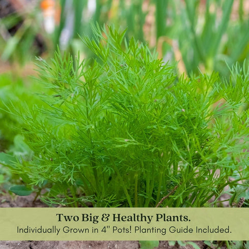 (2) 4" 8" 4" Inch Clovers Garden Bouquet Dill Herb Plants Two Live Plants Non-GMO - Not Seeds - Each to Tall in Pots