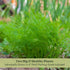 (2) 4" 8" 4" Inch Clovers Garden Bouquet Dill Herb Plants Two Live Plants Non-GMO - Not Seeds - Each to Tall in Pots