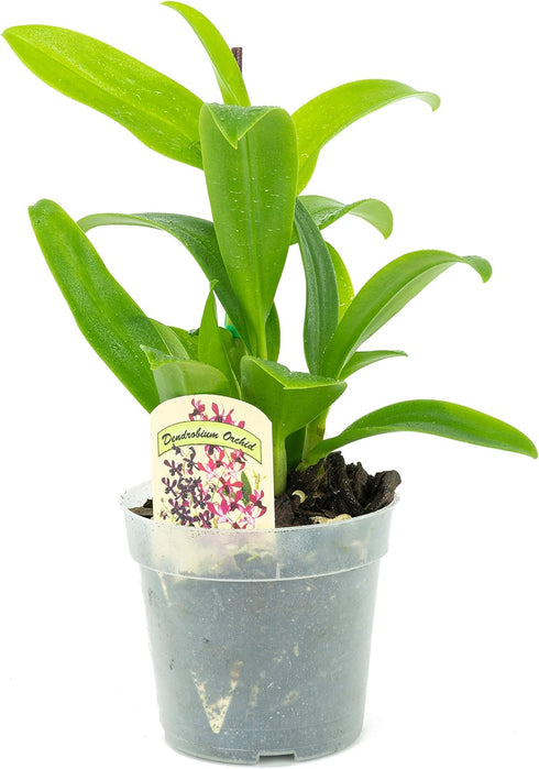 1 Live Orchid Plant | Dendrobium Orchid | Real Houseplant in Potting