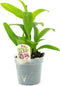 1 Live Orchid Plant | Dendrobium Orchid | Real Houseplant in Potting