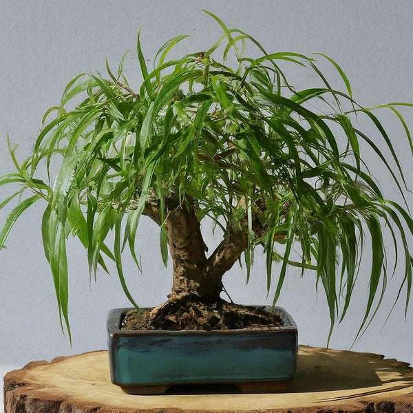 Ponytail Willow Bonsai Tree Cutting to Grow - Thick Trunk Cutting, Fast