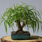 Ponytail Willow Bonsai Tree Cutting to Grow - Thick Trunk Cutting, Fast