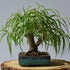 Ponytail Willow Bonsai Tree Cutting to Grow - Thick Trunk Cutting, Fast