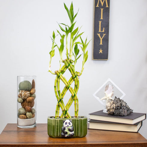 8 NW Wholesaler - Stalk Trellis Lucky Bamboo Plant Arrangement - Indoor Trellis Plant, House Plant, Feng Shui Lucky