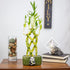 8 NW Wholesaler - Stalk Trellis Lucky Bamboo Plant Arrangement - Indoor Trellis Plant, House Plant, Feng Shui Lucky