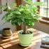 4" Live Plants Money Tree in Green Plastic Pot, Easy to Grow Houseplant, Indoor Bonsai, Home Office Decor, Birthday