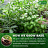 8oz 100% Lavendium, Premium Dried Basil Pure, Non-GMO, Gluten-Free, Vegan Aromatic Culinary Herb for Cooking, Garnish