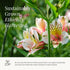24 BloomsyBox. Multicolored Alstroemeria Bouquet Flowers, Long Lasting & Hand-Tied, Farm Fresh Cut Flowers Bouquet