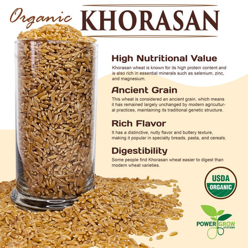 PowerGrow Systems 100% (10 Khorasan Wheat - Certified Organic Khorasan Whole Wheat Grain by PowerGrow System - Use