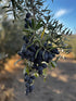 Lekethos 750ml Extra Virgin Olive Oil California Cold Pressed, Premium Small Batch, Estate Grown, Pure Non-GMO Olive