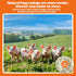 '-10M/32ft,36-38mm Natural Hog Sausage Casing, Edible Casings for Sausage Making, Grade A, Great for Snack Sticks