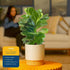 12-18 Inches Costa Farms Baby Fiddle Leaf Fig Live Plant in Decorative Pot, Indoor Houseplant, Perfect for Home, Room