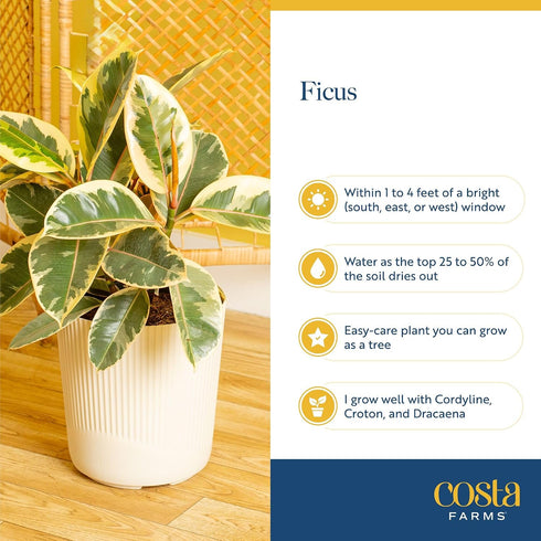 12-18 Inches Costa Farms Ficus Audrey Live Plant in Decorative Pot, Indoor Houseplant, Perfect for Home, Room