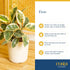 12-18 Inches Costa Farms Ficus Audrey Live Plant in Decorative Pot, Indoor Houseplant, Perfect for Home, Room