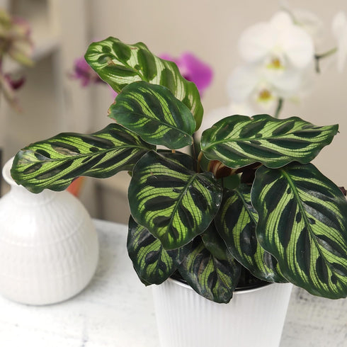 4 Inch Altman Plants Calathea Live Plant Decor, Makoyana Prayer Plant in White Plastic Plant Pot, Easy Plant Gift, Pet