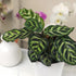 4 Inch Altman Plants Calathea Live Plant Decor, Makoyana Prayer Plant in White Plastic Plant Pot, Easy Plant Gift, Pet