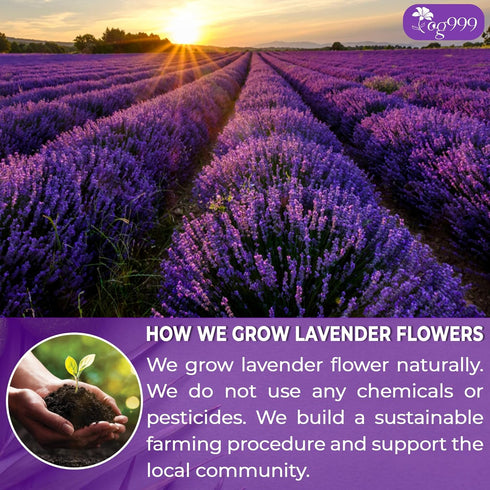 TOG999, 120 100% Premium Lavender Flower Tea Bags, Natural & Pure. Loose Flower Lavender Herbal Tea. No Sugar, No