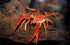 Aquatic Foods Inc. 17 GB-50-16oz/1-lb Gourmet Blend - Ultra Blend, Freshwater Shrimp, Bottom Fish, Crayfish, Snails